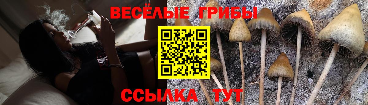Галлюциногенные грибы Psilocybe Каспийск